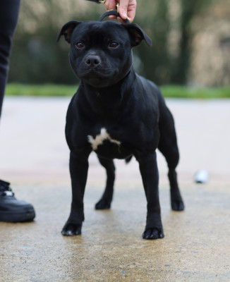 Étalon Staffordshire Bull Terrier - Victory the beautiful Du Domaine Des Juraires