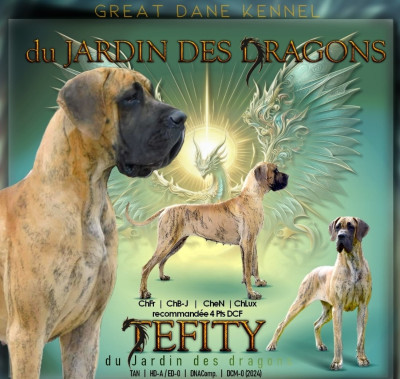 Étalon Dogue allemand - CH. Tefity Du Jardin Des Dragons