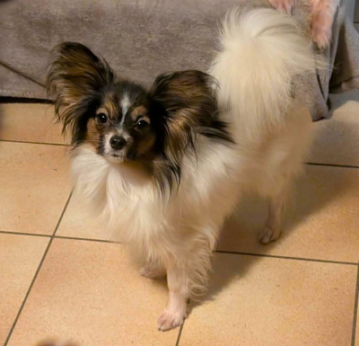 Étalon Epagneul nain Continental (Papillon) - Versailles-shiva De La Combe De L'Eau