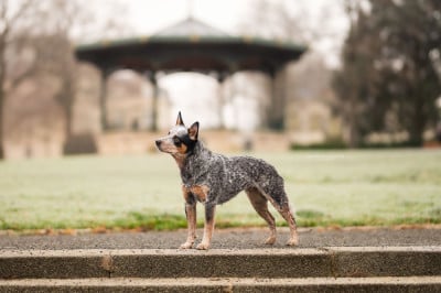 Étalon Bouvier australien - CH. Under a million lights Of Willandra Lakes
