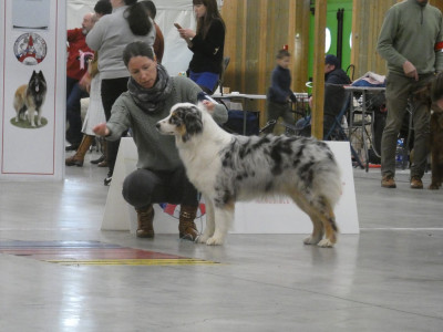 Étalon Berger Australien - Aloy Des Gardiens De Tounfi