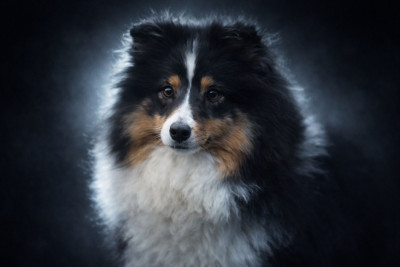 Étalon Shetland Sheepdog - As-de-coeur de La Lune De Feu
