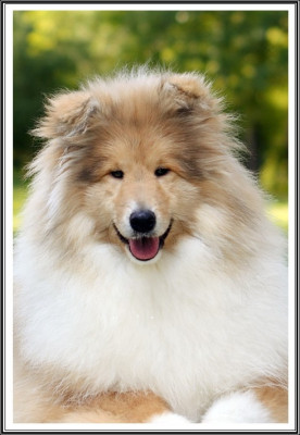 Étalon Colley à poil long - A lady in red du bois des amazones