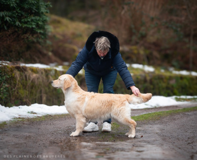 Étalon Golden Retriever - A first edition des plaines des Bruyères