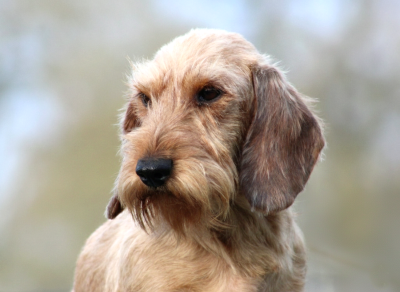 Étalon Teckel poil dur - Tyrannic Una reinita