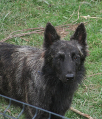 Étalon Berger hollandais - Valerian Dovahkiin Daal