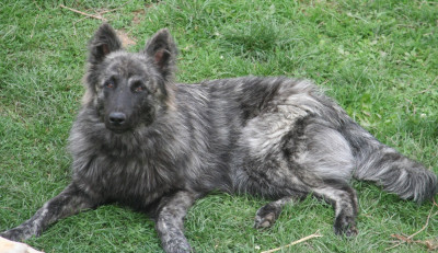 Étalon Berger hollandais - Avane (Sans Affixe)