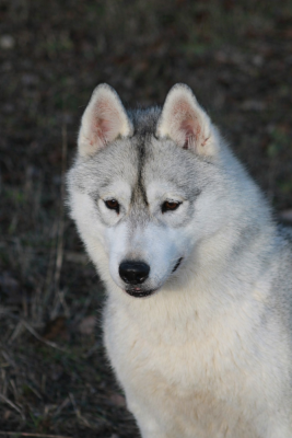 Étalon Siberian Husky - Attractive naomi Of Umok's Dreams