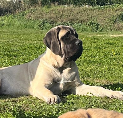 Étalon Mastiff - Alba Des Gardiens De Cyrnos
