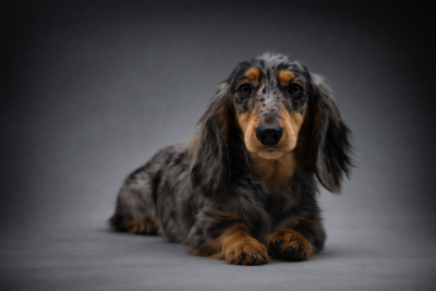 Étalon Teckel poil long - Diamondskane Anriette