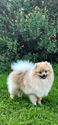 Étalon Spitz allemand - Appelez moi brad pitt du clos de patchata