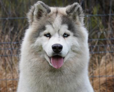 Étalon Siberian Husky - Alcateia Das Neves Amarock