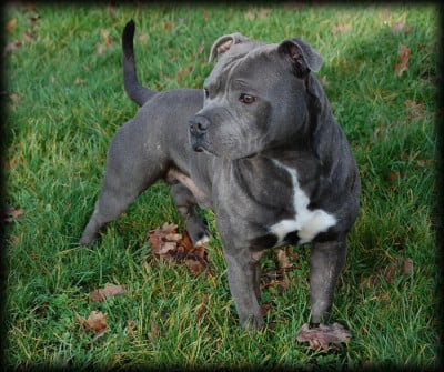Étalon Staffordshire Bull Terrier - Ares (Sans Affixe)