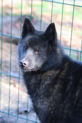 Étalon Kai - Kazuo go des fidèles akita ken