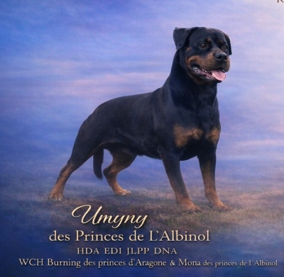 Étalon Rottweiler - Umyny Des Princes De L'albinol