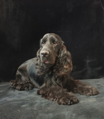 Étalon Cocker Spaniel Anglais - V' plume du domaine de Std Gladyce