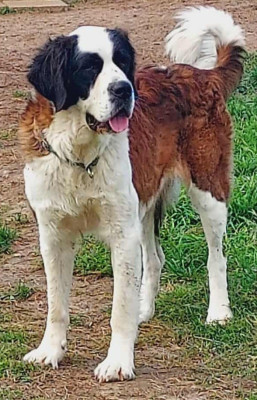 Étalon Chien du Saint-Bernard - Une de mai de la Boutinais