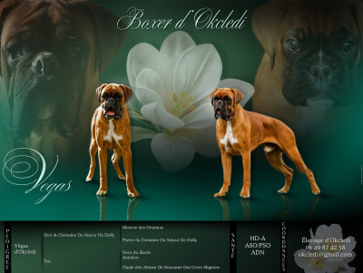 Étalon Boxer - Vegas D'Okcledi