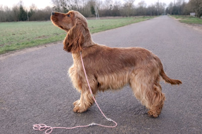Étalon Cocker Spaniel Anglais - All for love Of Boreal River