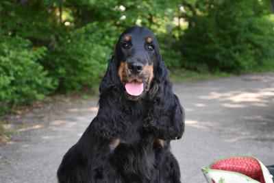 Étalon Cocker Spaniel Anglais - Violette tradition Du Domaine Des Rêves Bleus