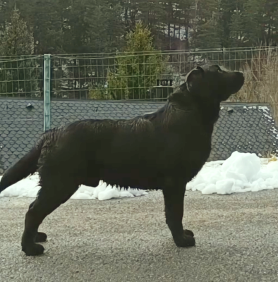 Étalon Labrador Retriever - MDG Labs Vali