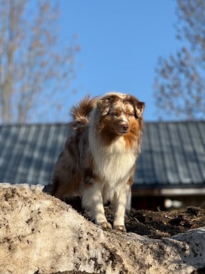 Étalon Berger Australien - Tycup De Nemausus Austral