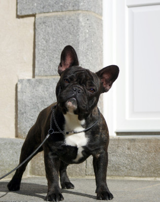 Étalon Bouledogue français - darclee Mancera black anatole