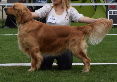 Étalon Golden Retriever - red pride Diego