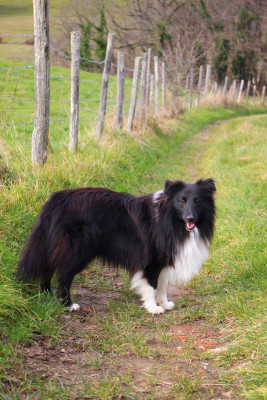 Étalon Shetland Sheepdog - VVALLACE Of Chiprey's Hamlet