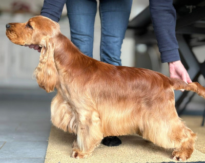 Étalon Cocker Spaniel Anglais - Vadim Of merrily