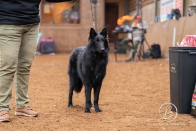 Étalon Berger Belge - Astro De La Vallee De L'aixette
