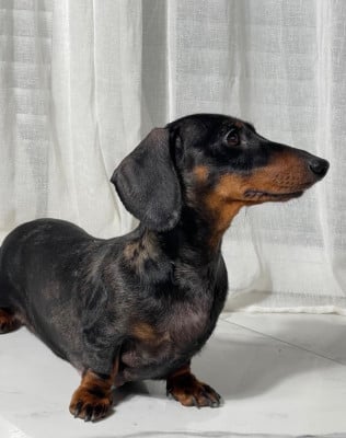 Étalon Teckel poil ras - Wendy (Sans Affixe)