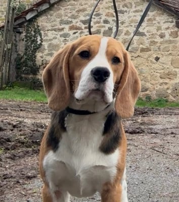Étalon Beagle - Anis Des Veneurs Du Mazaureix