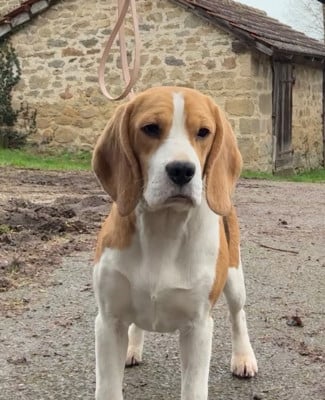 Étalon Beagle - Automne Des Veneurs Du Mazaureix