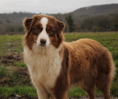 Étalon Berger Australien - Vip private show of Piek'Shawi