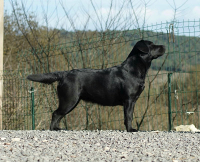 Étalon Labrador Retriever - Tudo bom Vogue