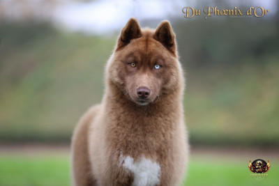 Étalon Siberian Husky - Alya stealthy vixen Du Phoenix D'Or