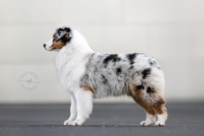 Étalon Berger Australien - A million dreams De La Tour Brune