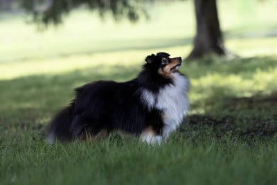 Étalon Shetland Sheepdog - Vic sweet malicious Of Pretty Countess