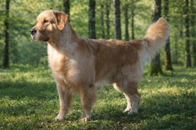 Étalon Golden Retriever - Catch The Dream Take a bow