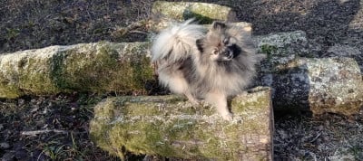 Étalon Spitz allemand - Ripley De La Vallee Des Gris Doubs
