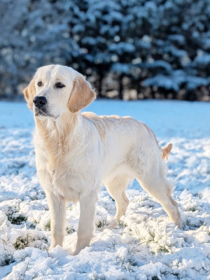 Étalon Golden Retriever - Alaska Du Clos De La Roseliere