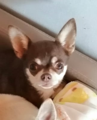 Étalon Chihuahua - Toscane Du Moulin Des Petits Gringos