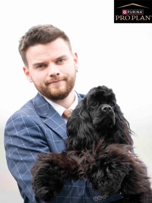 Étalon American Cocker Spaniel - Aston martin Of Love Show