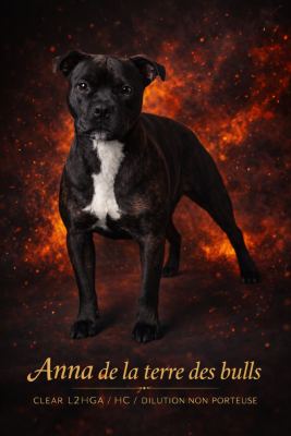 Étalon Staffordshire Bull Terrier - Anna De La Terre Des Bulls