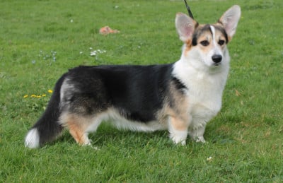 Étalon Welsh Corgi Pembroke - Eli's Farm Alberta