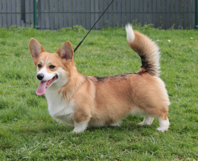 Étalon Welsh Corgi Pembroke - Opus Grande Very mim's