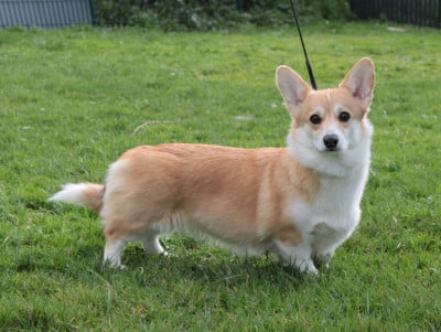 Étalon Welsh Corgi Pembroke - Bella sweet yummy