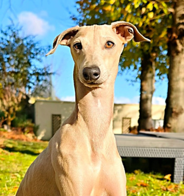 Étalon Petit Levrier Italien - Anakin des princes de minos