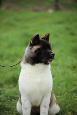 Étalon Akita americain - Rampage Spirit Always ready to shine